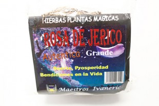 Rosa Jericó Grande con...