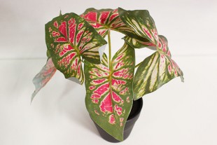 Planta Artificial Caladium...