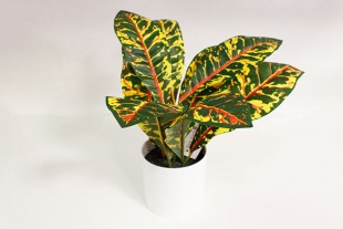 Planta Artificial Croton 22...