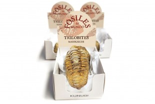 Trilobites Caja 7,5cm