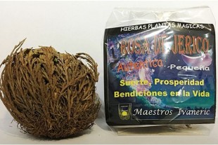 Rosa de Jericó pequeña con Instrucciones y Oración Suerte y Protección