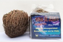Rosa de Jericó mediana con Instrucciones y Oración Suerte y Protección