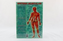 Lámina Sistema Muscular A4 doble cara a color