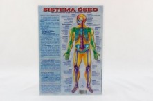 Lámina Sistema Óseo A4 doble cara a color
