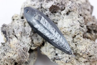 Colgante Orthoceras